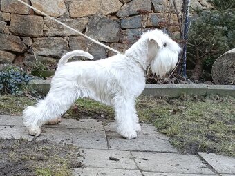 knírač malý bílý - krycí pes - 2