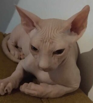Kanadský sphynx - 2