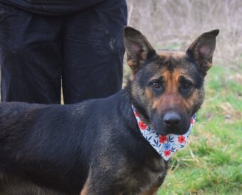 Frederika – hledá milující domov - 2