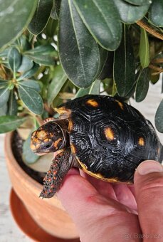 Želva uhlířská - 2