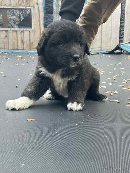 Kavkazský pastevecký - 2