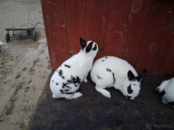 Zakrslý králík - 2