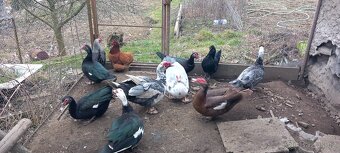 Pižmovka, kachna čínská - 2