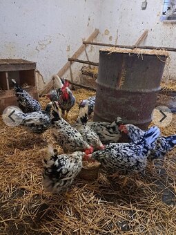 Nasadová vajíčka vlaška exchequer. - 2