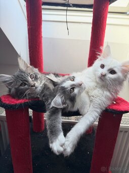 Mainská mývalí bez PP - 2