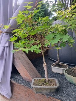 Bonsaj, bonsai Javor - 2