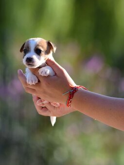 Jack Russel teriér s PP - Aurelius - 2