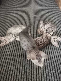 Whiskas koťátka - 2