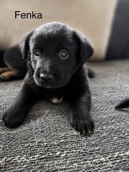 Labradorský retrívr - 2