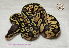 Krajta Královská (Python Regius) - 2