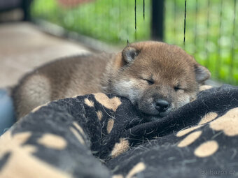 Shiba Inu s PP (průkaz původu) - 2