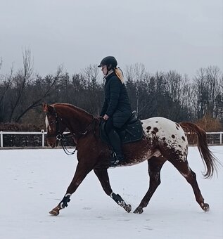 Valach Appaloosa - 2