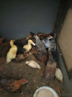 Slepice - 2