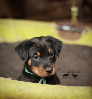 Beauceron - štěňátka k rezervaci - 2