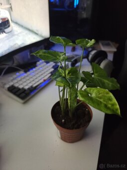 Syngonium - 2