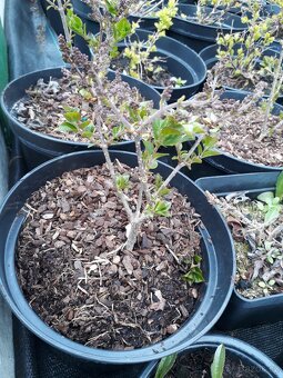 Syringa meyeri Palibin serik skalkovy - 2