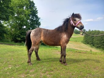 Prodám levně valáška pony - 2