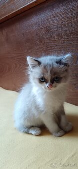 Prodám kotcicku Ragdoll - 2