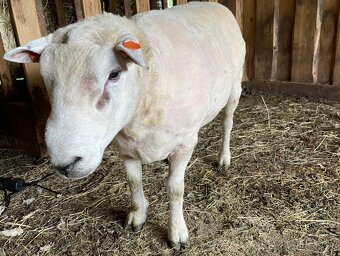 TEXEL BERAN, DOTAČNÍ, PLEMENNÝ, STÁŘÍ 3 ROKY - 2