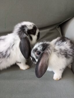 Zakrslý beránek králíček - 2