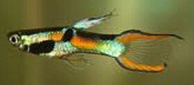 Akvarijní rybičky. Mladé i dospělé ryby, živorodky. - 2