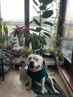 Krytí American Bully standard - 2