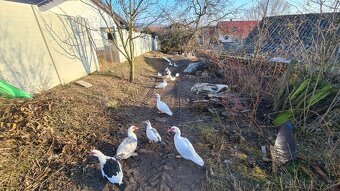 Kachna pižmová - pižmovka - 2