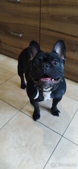 Prodám francouzský Buldoček - 2