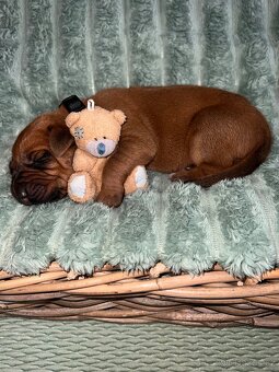 Štěně Rhodéský Ridgeback s PP - 2