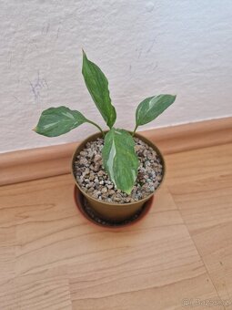 Lopatkovec 'Diamond' variegata - 2