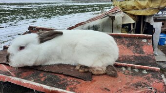 Chovné králíci - 2