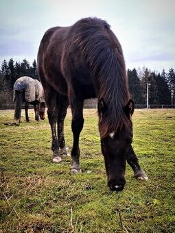 AQH smoky black klisna - 2