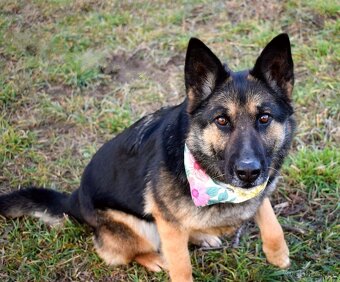 GRACIA K ADOPCI - 3,5 ROKU,KONTAKTNÍ,PŘÁTELSKÁ,HRAVÁ - 2
