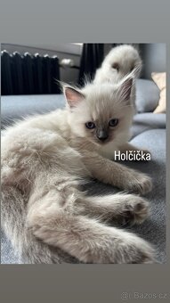 Ragdoll blue color koťátka - 2