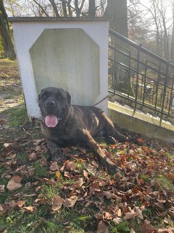 Cane corso - 2