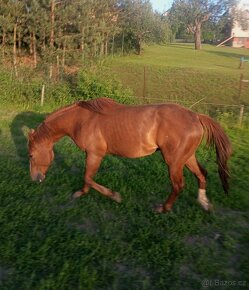Aqh, Qh - 2