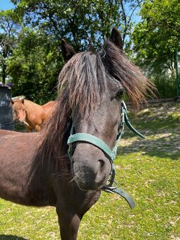 Prodám 2letou pony klisnu - 2