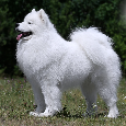Samojed štěňátka s PP, rezervace - 2