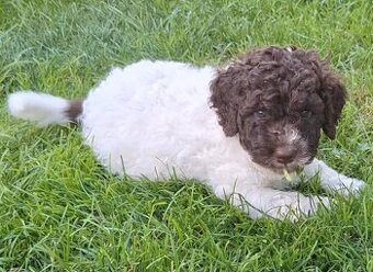 Lagotto romagnolo - pejsci - 2