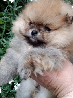 Pomeranian - 2