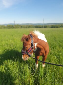 Pony valach - 2