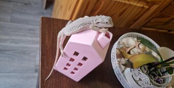 Terárium se dvěma samicema Agamy Vousaté - 2