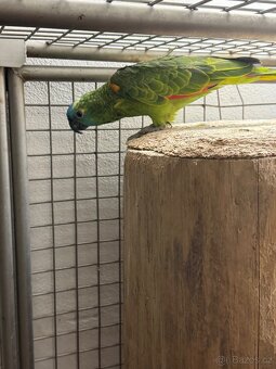 Amazoňan modročelý - 2