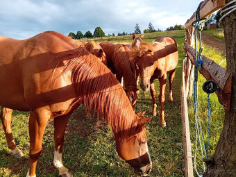 Zážitková exkurze na ranči 10km od Plzně - 2