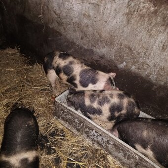 Prodej na chov nebo na maso - 2