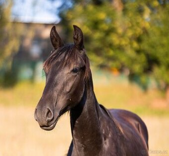 Karačajevský kůň | roční valach - 2