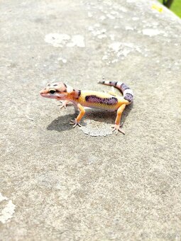 gekončík noční, terárium - 2