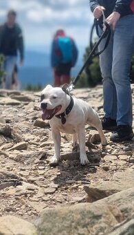 Krycí pes Stafordšírský bulteriér s PP . - 2