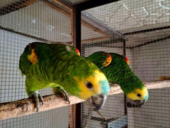 Amazoňan modročelý - 2