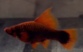 Mečovky Red Alfa a Red Ruby a čisté Guppky - 2